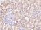 Adenylate Cyclase 7 antibody, 204053-T08, Sino Biological, Immunohistochemistry frozen image 