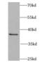 CRK Proto-Oncogene, Adaptor Protein antibody, FNab01981, FineTest, Western Blot image 