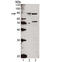Heat Shock Protein Family A (Hsp70) Member 5 antibody, LS-C343610, Lifespan Biosciences, Western Blot image 