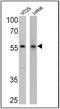 Cyclin B1 antibody, MA5-14327, Invitrogen Antibodies, Western Blot image 