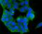 Protein Kinase C Epsilon antibody, A01151, Boster Biological Technology, Immunocytochemistry image 