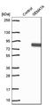 Semaphorin 7A (John Milton Hagen Blood Group) antibody, HPA042273, Atlas Antibodies, Western Blot image 