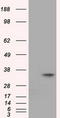 Eukaryotic translation initiation factor 2 subunit 1 antibody, TA501313, Origene, Western Blot image 