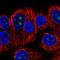 Bone Morphogenetic Protein 7 antibody, HPA057757, Atlas Antibodies, Immunocytochemistry image 