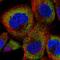 DENN Domain Containing 2D antibody, HPA048642, Atlas Antibodies, Immunofluorescence image 