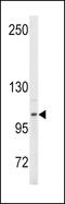 Autotaxin antibody, LS-C97352, Lifespan Biosciences, Western Blot image 