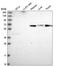 ITPRIP Like 2 antibody, HPA042011, Atlas Antibodies, Western Blot image 