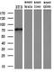 MX Dynamin Like GTPase 1 antibody, M00849, Boster Biological Technology, Western Blot image 