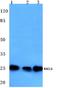 Achaete-Scute Family BHLH Transcription Factor 1 antibody, A03023-1, Boster Biological Technology, Western Blot image 