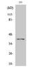 Heterogeneous Nuclear Ribonucleoprotein D antibody, A02895-2, Boster Biological Technology, Western Blot image 