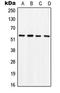 SRY-Box 9 antibody, LS-C352869, Lifespan Biosciences, Western Blot image 