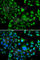 BUD23 RRNA Methyltransferase And Ribosome Maturation Factor antibody, A7317, ABclonal Technology, Immunofluorescence image 