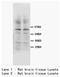 Protein Kinase C Gamma antibody, AP23311PU-N, Origene, Western Blot image 