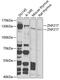 Zinc Finger Protein 217 antibody, GTX03374, GeneTex, Western Blot image 