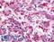Neuromedin U Receptor 2 antibody, LS-A420, Lifespan Biosciences, Immunohistochemistry frozen image 