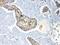 Periplakin antibody, PA5-79856, Invitrogen Antibodies, Immunohistochemistry frozen image 