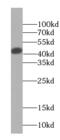 Chloride Nucleotide-Sensitive Channel 1A antibody, FNab04109, FineTest, Western Blot image 