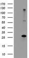 Regulatory Factor X Associated Ankyrin Containing Protein antibody, TA504263, Origene, Western Blot image 