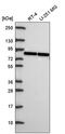 Solute Carrier Organic Anion Transporter Family Member 1A2 antibody, PA5-67149, Invitrogen Antibodies, Western Blot image 