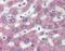 Parathyroid Hormone 1 Receptor antibody, NBP1-40067, Novus Biologicals, Immunohistochemistry frozen image 
