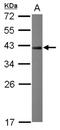 Nuclear Receptor Binding Factor 2 antibody, NBP2-19582, Novus Biologicals, Western Blot image 