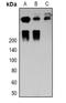 Desmoplakin antibody, orb341325, Biorbyt, Western Blot image 