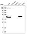 Rhomboid Like 1 antibody, HPA030359, Atlas Antibodies, Western Blot image 