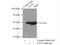 Enolase 2 antibody, 10149-1-AP, Proteintech Group, Immunoprecipitation image 