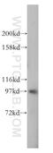 Eukaryotic Translation Initiation Factor 4 Gamma 2 antibody, 17728-1-AP, Proteintech Group, Western Blot image 