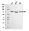 NADH-ubiquinone oxidoreductase chain 5 antibody, A03488-2, Boster Biological Technology, Western Blot image 
