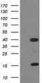 PDZ and LIM domain protein 2 antibody, LS-C172887, Lifespan Biosciences, Western Blot image 