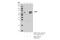 RELB Proto-Oncogene, NF-KB Subunit antibody, 10544S, Cell Signaling Technology, Immunoprecipitation image 
