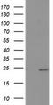 Suppressor Of Cytokine Signaling 3 antibody, TA502990, Origene, Western Blot image 