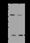 Copper Metabolism Domain Containing 1 antibody, 201375-T40, Sino Biological, Western Blot image 