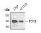 Transcription Factor 7 Like 1 antibody, MA5-14850, Invitrogen Antibodies, Western Blot image 