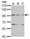 Conserved oligomeric Golgi complex subunit 3 antibody, GTX121212, GeneTex, Western Blot image 