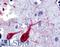 Sodium/glucose cotransporter 4 antibody, LS-A2920, Lifespan Biosciences, Immunohistochemistry frozen image 