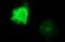 Centrosomal Protein 68 antibody, NBP2-46252, Novus Biologicals, Immunofluorescence image 