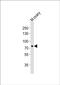 Maternal Embryonic Leucine Zipper Kinase antibody, PA5-72226, Invitrogen Antibodies, Western Blot image 