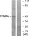 Endothelin Receptor Type A antibody, LS-C120584, Lifespan Biosciences, Western Blot image 