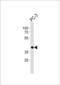 Cyclic AMP-responsive element-binding protein 3-like protein 4 antibody, LS-C167027, Lifespan Biosciences, Western Blot image 