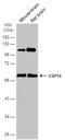 Ubiquitin Specific Peptidase 14 antibody, NBP2-20826, Novus Biologicals, Western Blot image 