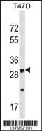 Olfactory Receptor Family 1 Subfamily M Member 1 antibody, 59-526, ProSci, Western Blot image 