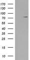 Complement C1s antibody, TA504080, Origene, Western Blot image 