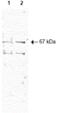 Nuclear Respiratory Factor 1 antibody, ab34682, Abcam, Western Blot image 