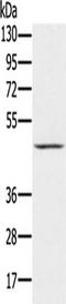 Proline Rich 5 antibody, TA350302, Origene, Western Blot image 
