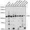 KSR1 antibody, 15-886, ProSci, Western Blot image 