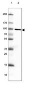 TLE Family Member 3, Transcriptional Corepressor antibody, NBP2-61621, Novus Biologicals, Western Blot image 