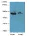 Zinc Finger Protein 821 antibody, LS-C394570, Lifespan Biosciences, Western Blot image 
