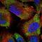 58K Golgi protein antibody, NBP2-48651, Novus Biologicals, Immunofluorescence image 